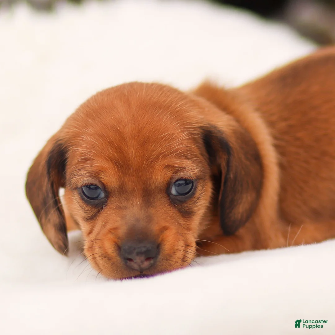 Miniature Dachshund dogs for sale: Izzy Miniature Dachshund - Ad 7