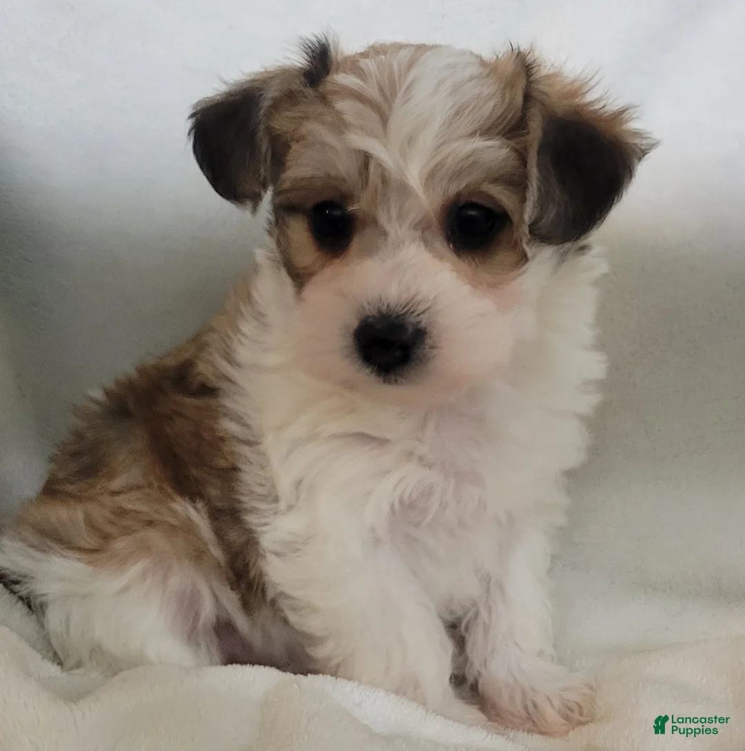 Morkie dogs for sale: Morkie 1 pumkin  - Ad 4