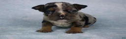 American Bully dogs for sale: Black Tri Merle Male - Ad 3