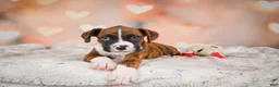 Boxer dogs for sale: Mac - Ad 3