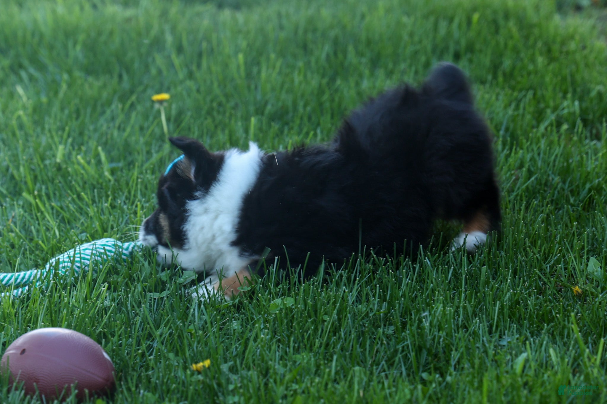 Miniature Australian Shepherd dogs MAX - Ad 1
