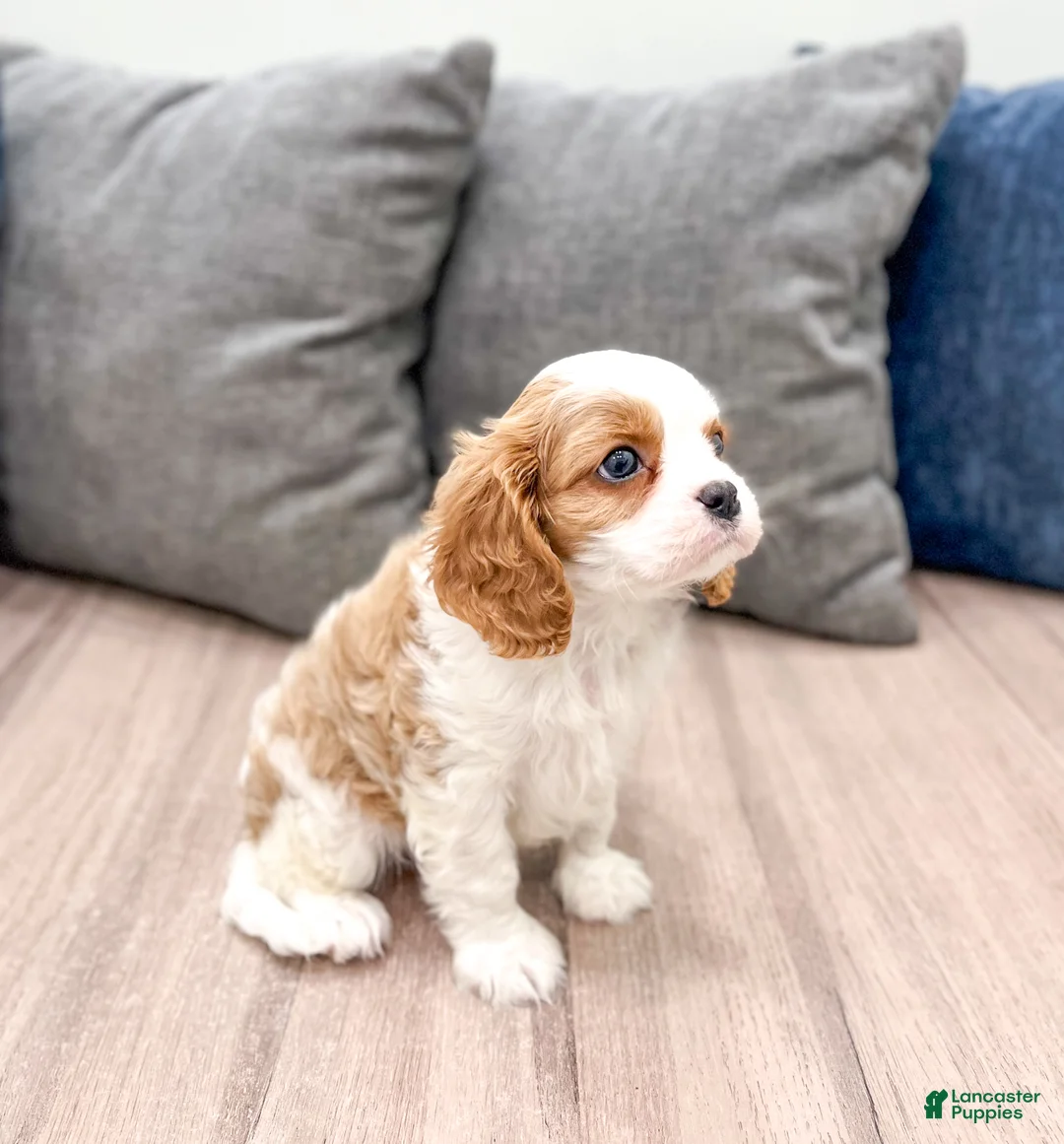 Cavalier King Charles Spaniel dogs for sale: Brady - Ad 4