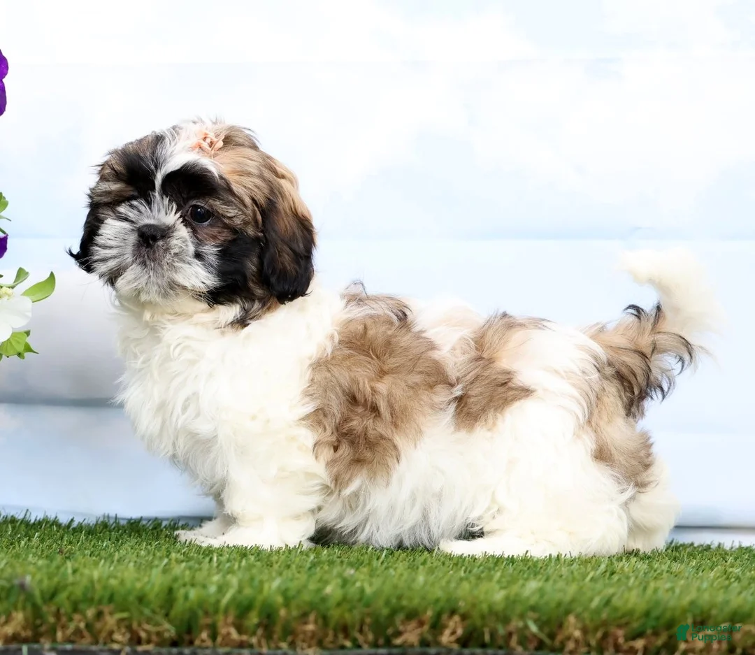 Shih Tzu dogs for sale: Demi - Ad 2