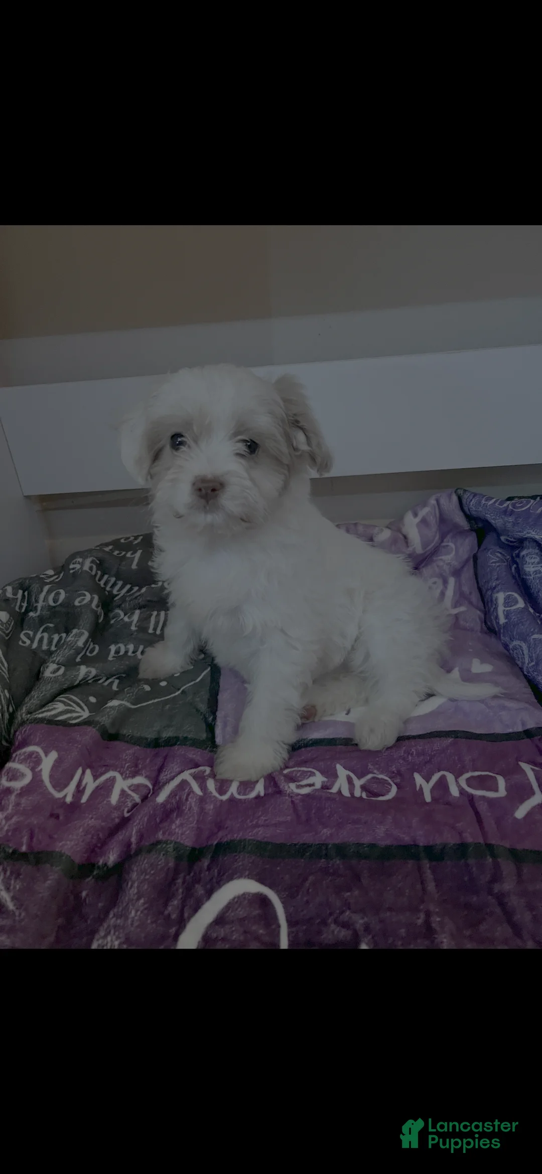 Shihpoo dogs for sale: Shihpoo Puppy 1 - Ad 2