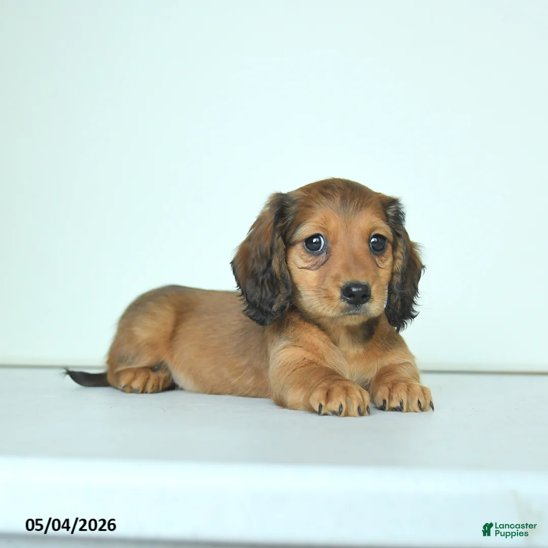 Miniature Dachshund dogs for sale: Darlene - Ad 2