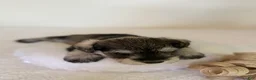 Miniature Schnauzer dogs for sale: Jewel Miniature Schnauzer  - Ad 2