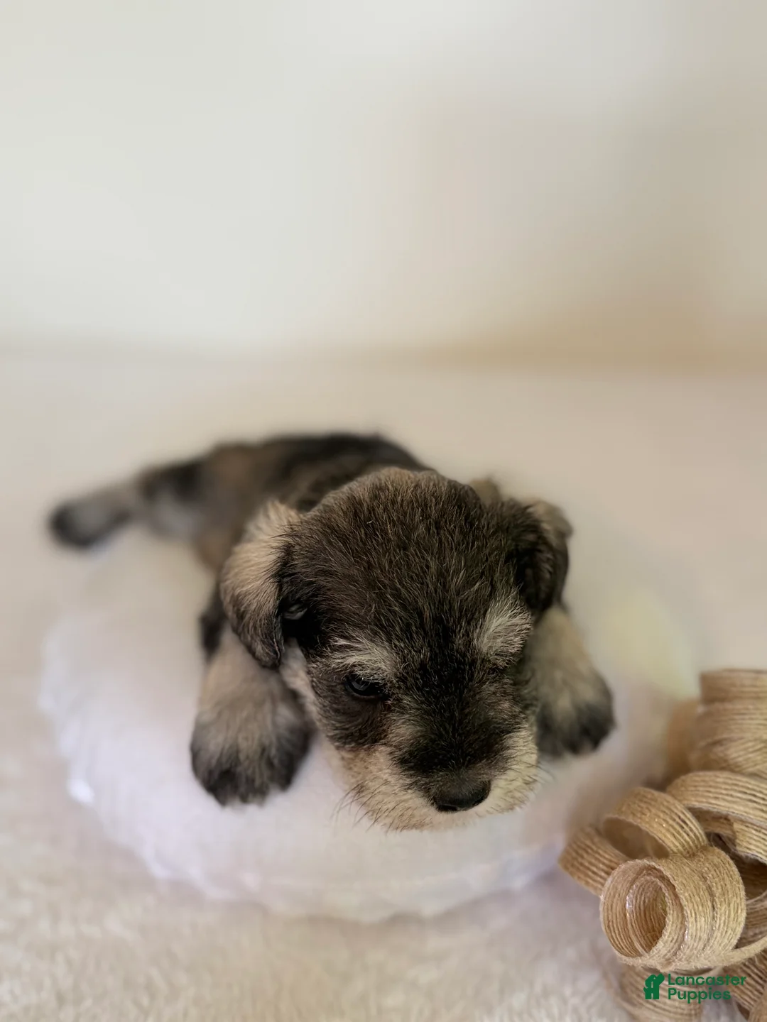 Miniature Schnauzer dogs for sale: Jewel Miniature Schnauzer  - Ad 2