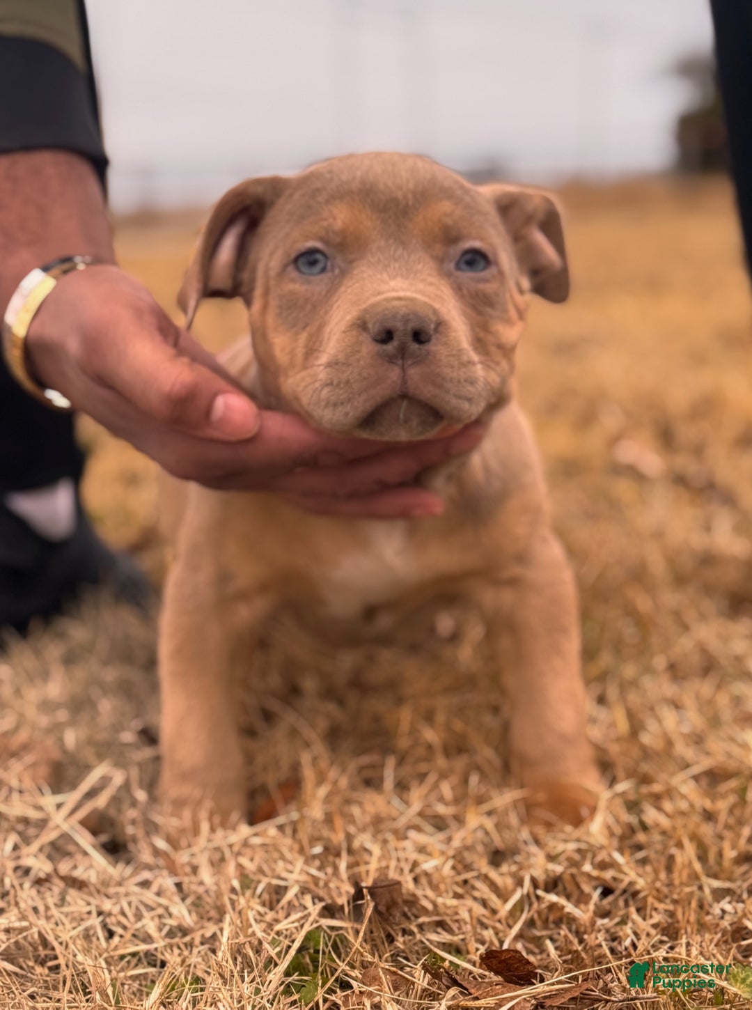 American Bully dogs for sale: Enzo - Ad 1
