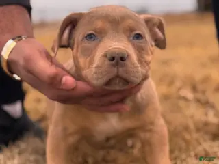 American Bully dogs Enzo - Ad 8