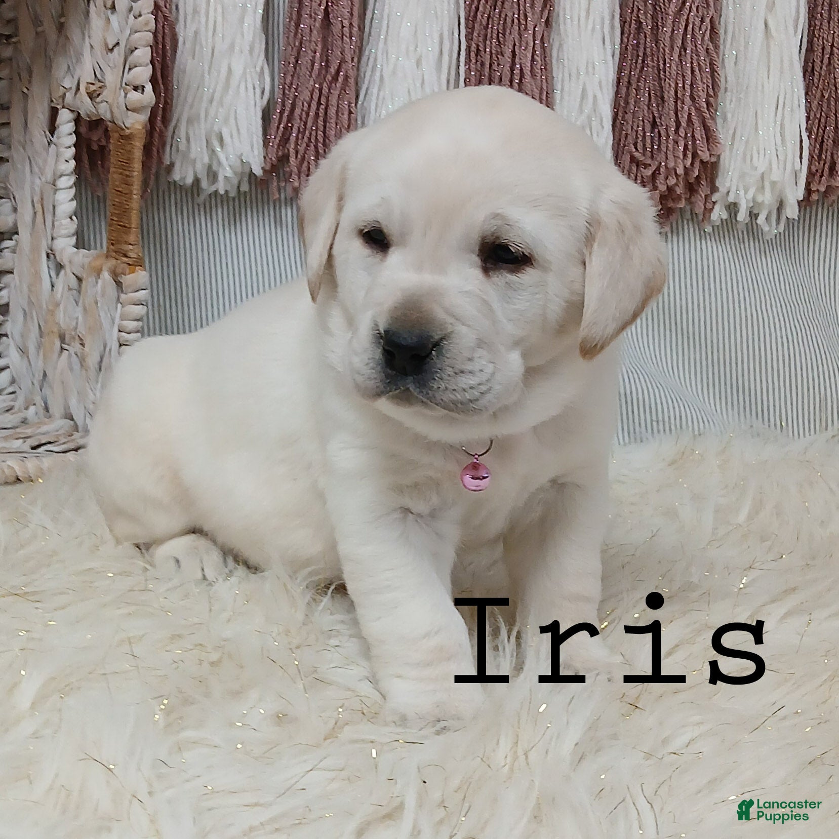Labrador Retriever dogs IRIS - Ad 1