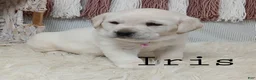 Labrador Retriever dogs for sale: IRIS - Ad 1