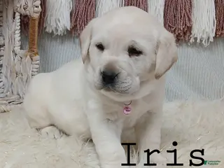 Labrador Retriever dogs IRIS - Ad 1