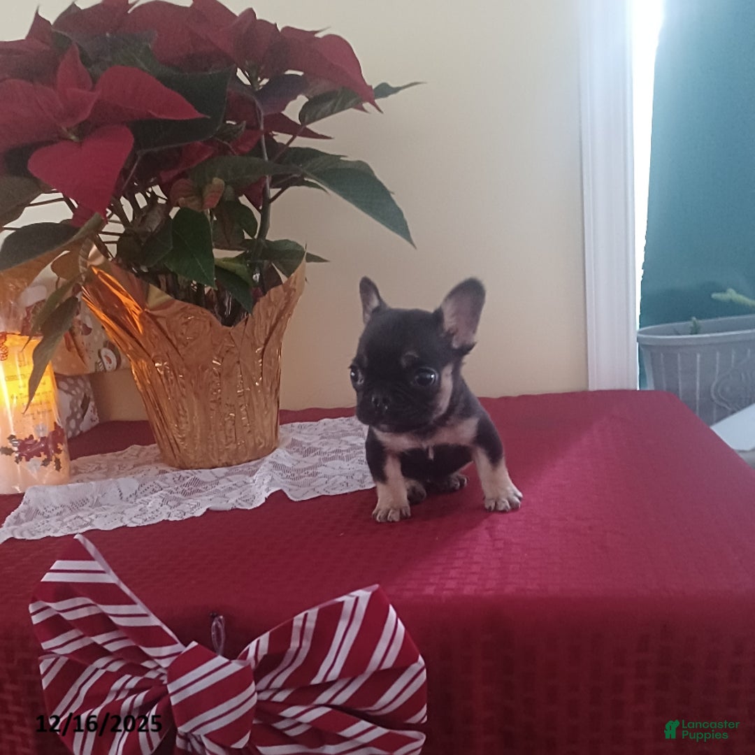French Bulldog dogs for sale: Mrs Tiny - Ad 2