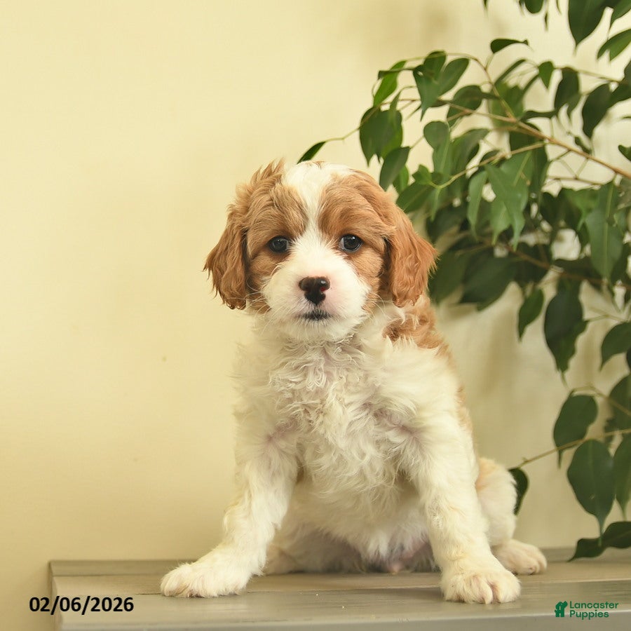 Cavapoo dogs Carman  - Ad 2