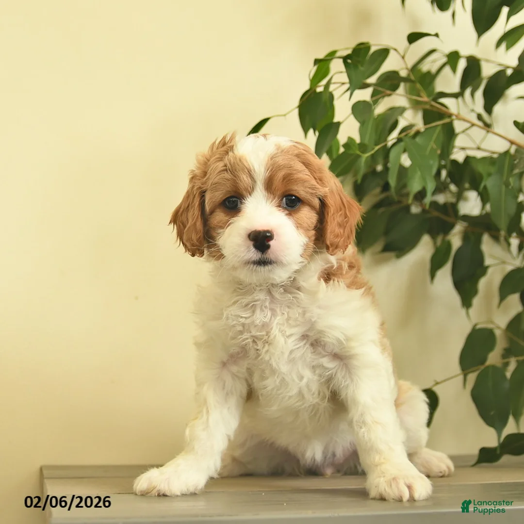 Cavapoo dogs for sale: Carman  - Ad 2