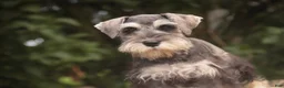Miniature Schnauzer dogs for sale: Nellie Belle - Ad 5