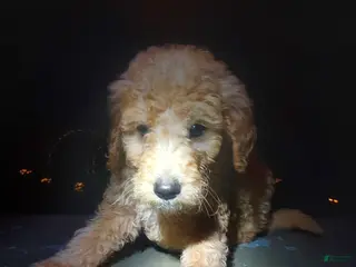 Goldendoodle dogs Goldendoodle Puppy 2 - Ad 20