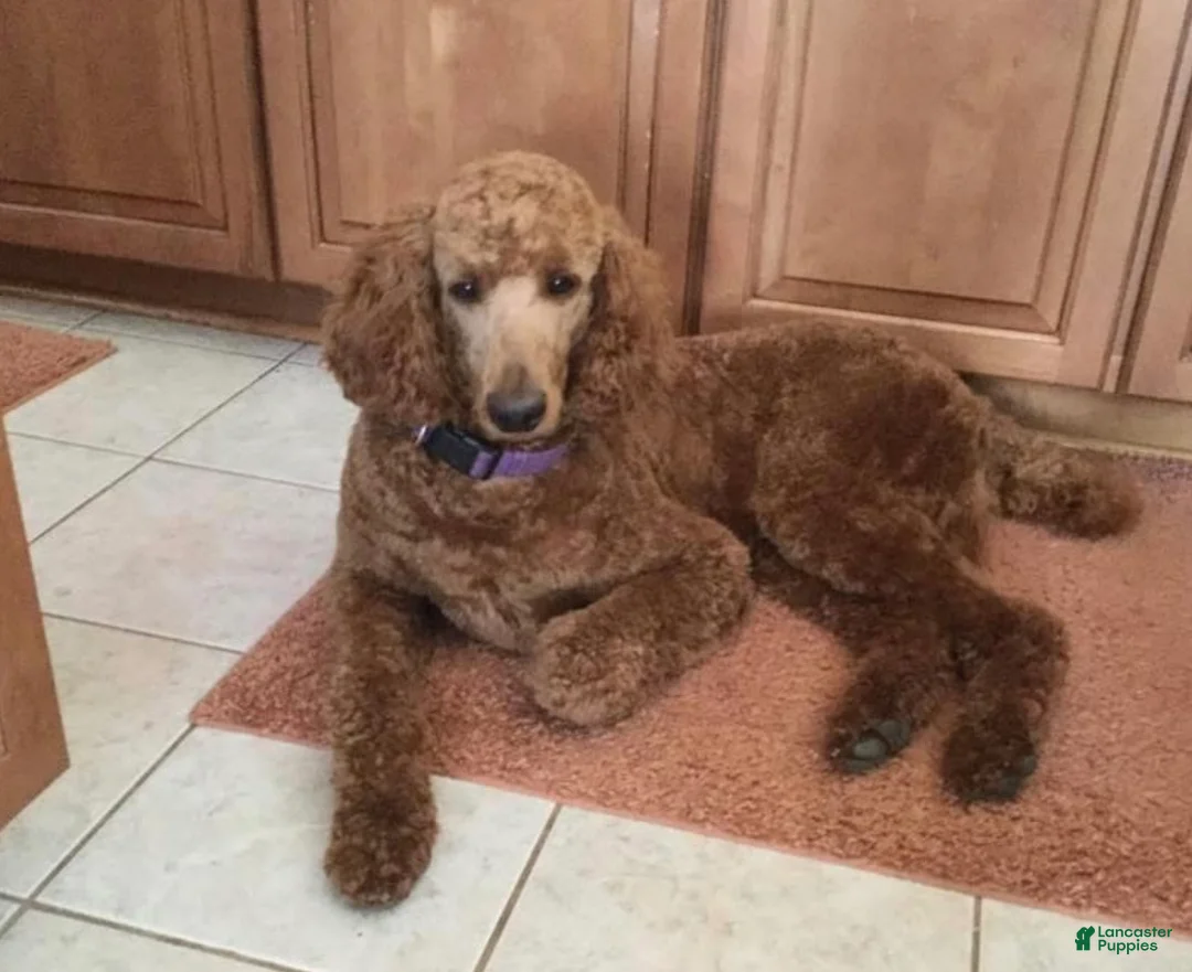 Standard Poodle dogs for sale: Standard Poodle Puppy 1 - Ad 3