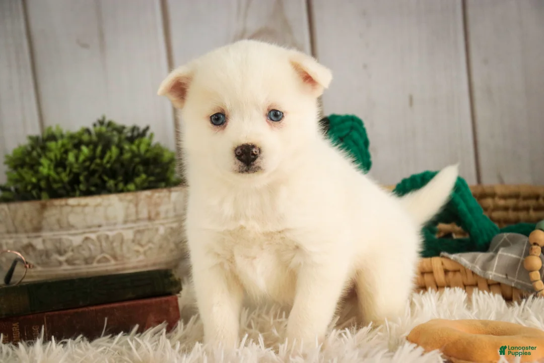 Pomsky dogs for sale: Saxon - Ad 1