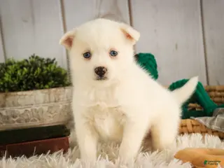 Pomsky dogs Saxon - Ad 1