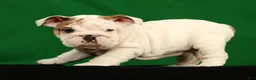 English Bulldog dogs for sale: Lulu - Ad 7