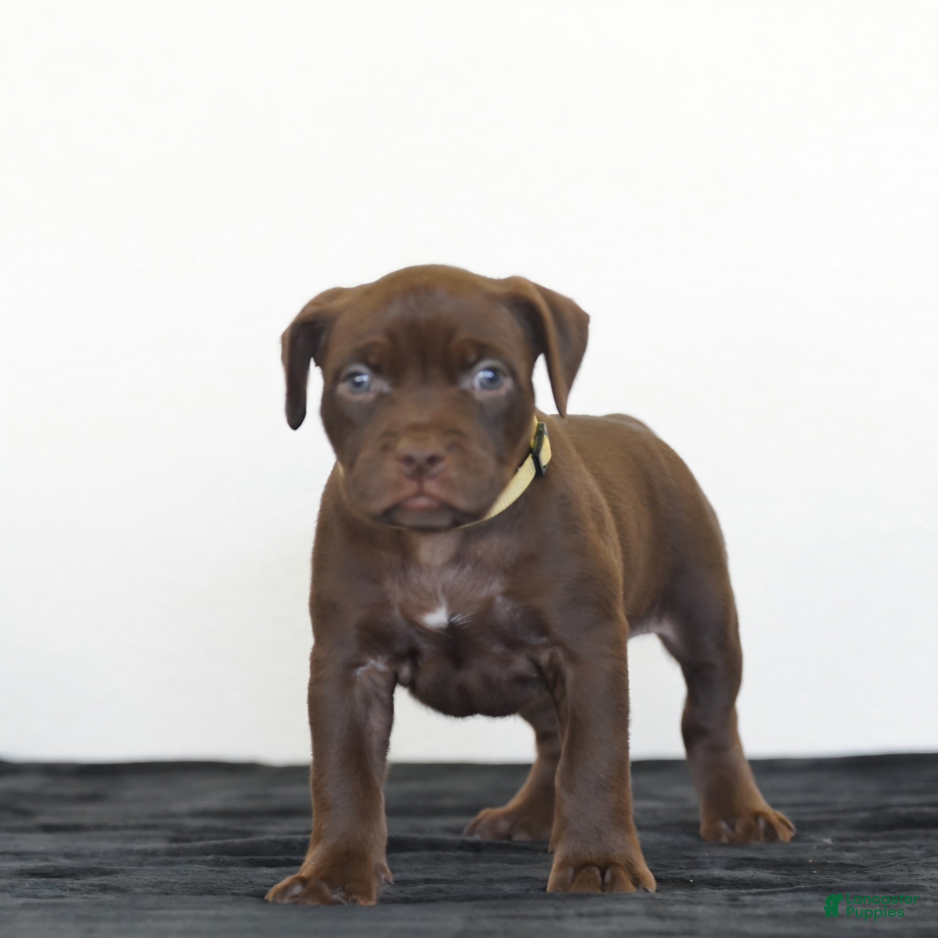 American Bully dogs for sale: American Bully 2 - Ad 1