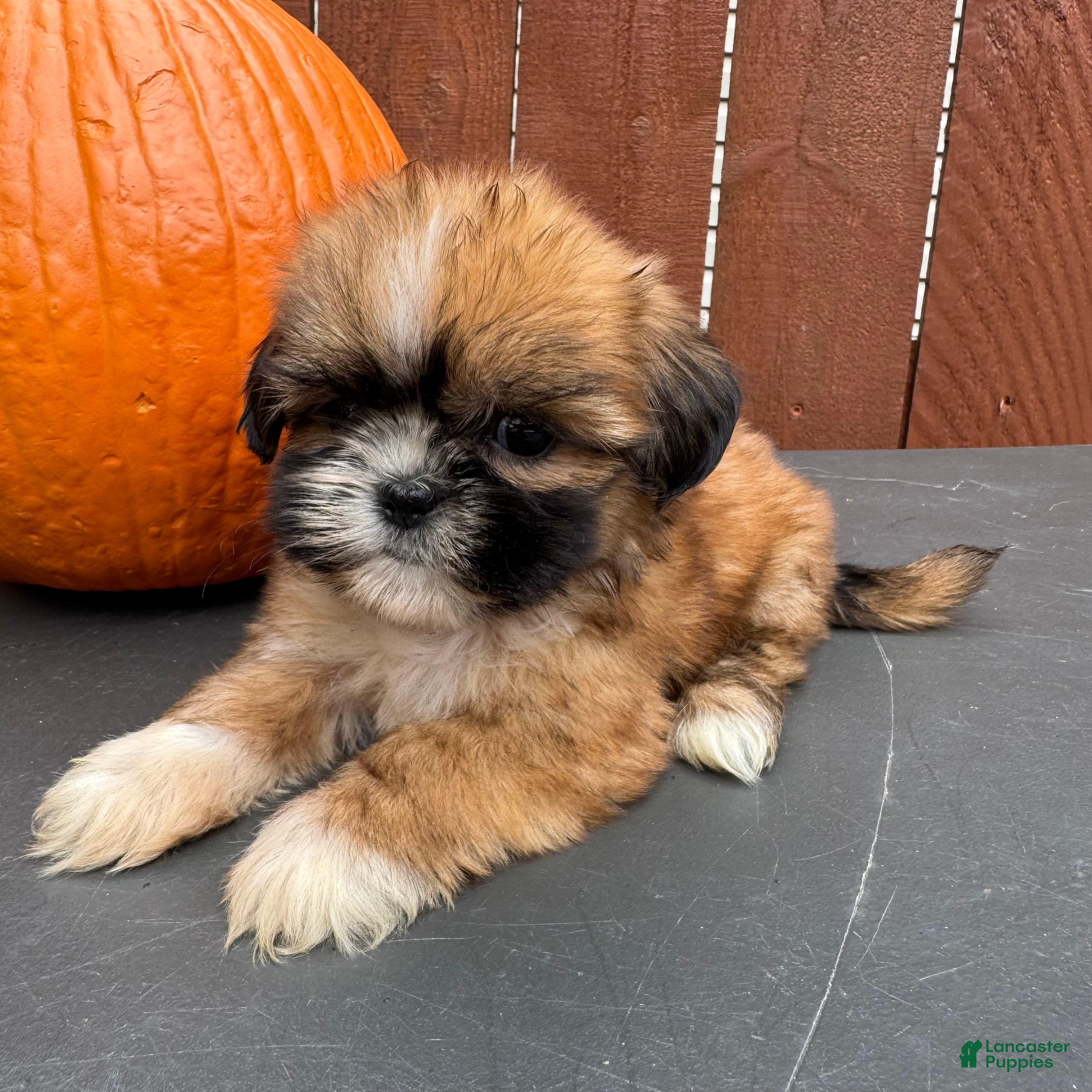 Shih Tzu dogs Candy - Ad 1