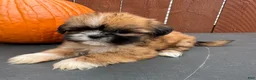 Shih Tzu dogs for sale: Candy - Ad 1