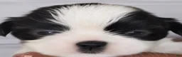 Shih Tzu dogs for sale: Crypto  - Ad 10