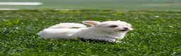 Maltese dogs for sale: Millie Maltese Puppy  - Ad 14