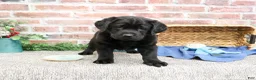 Labrador Retriever dogs for sale: Malachi - Ad 1