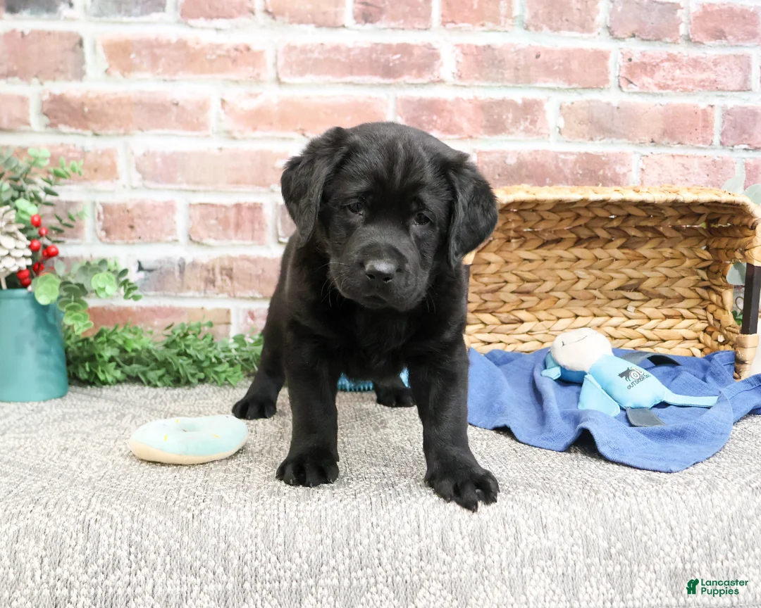 Labrador Retriever dogs for sale: Malachi - Ad 1