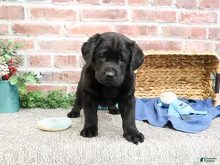 Labrador Retriever dogs Malachi - Ad 22