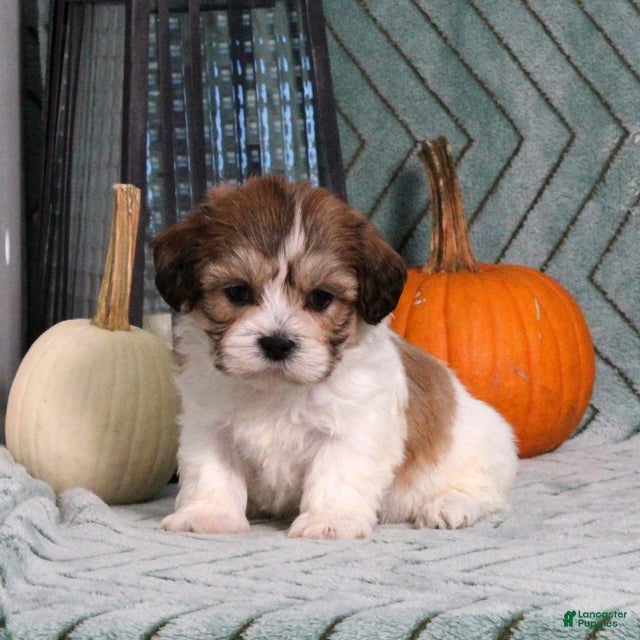 Irvin (Shichon, Male) in Manheim, PA