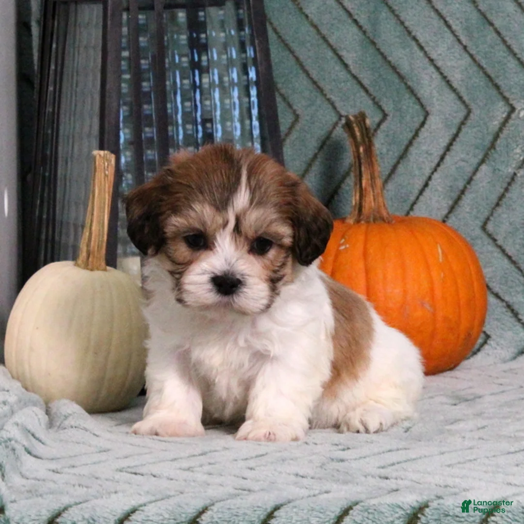 Teddy Bear dogs for sale: Irvin - Ad 1