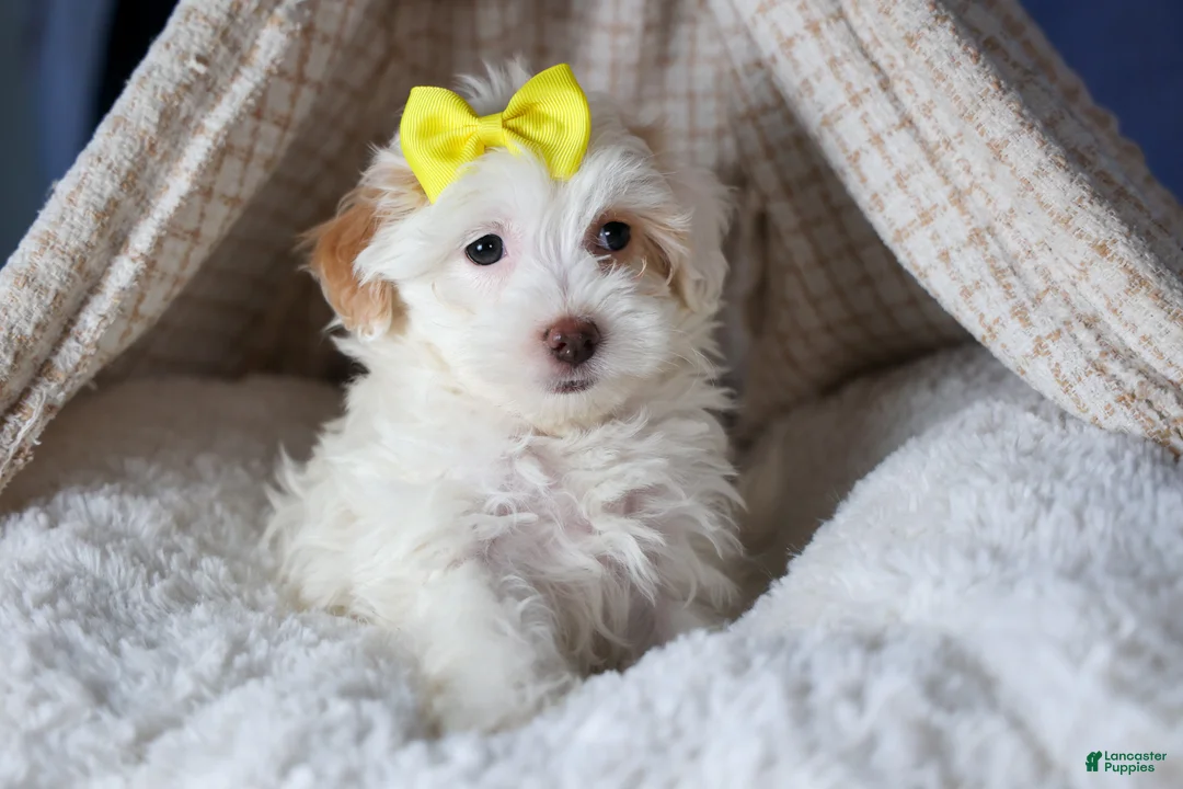 Havapoo dogs for sale: FRANNY - Ad 9