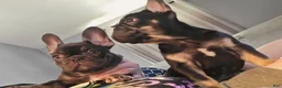 French Bulldog dogs for sale: Kiwi - Ad 5
