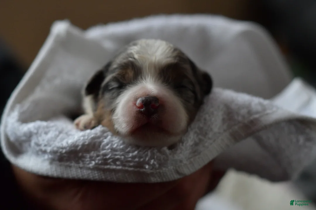 Mini Aussiedoodle dogs for sale: Rory - Ad 21