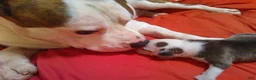 American Staffordshire Terrier dogs for sale: American Staffordshire Terrier 2 - Ad 4
