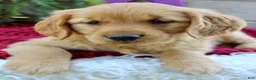 Golden Retriever dogs for sale: Allie - Ad 1