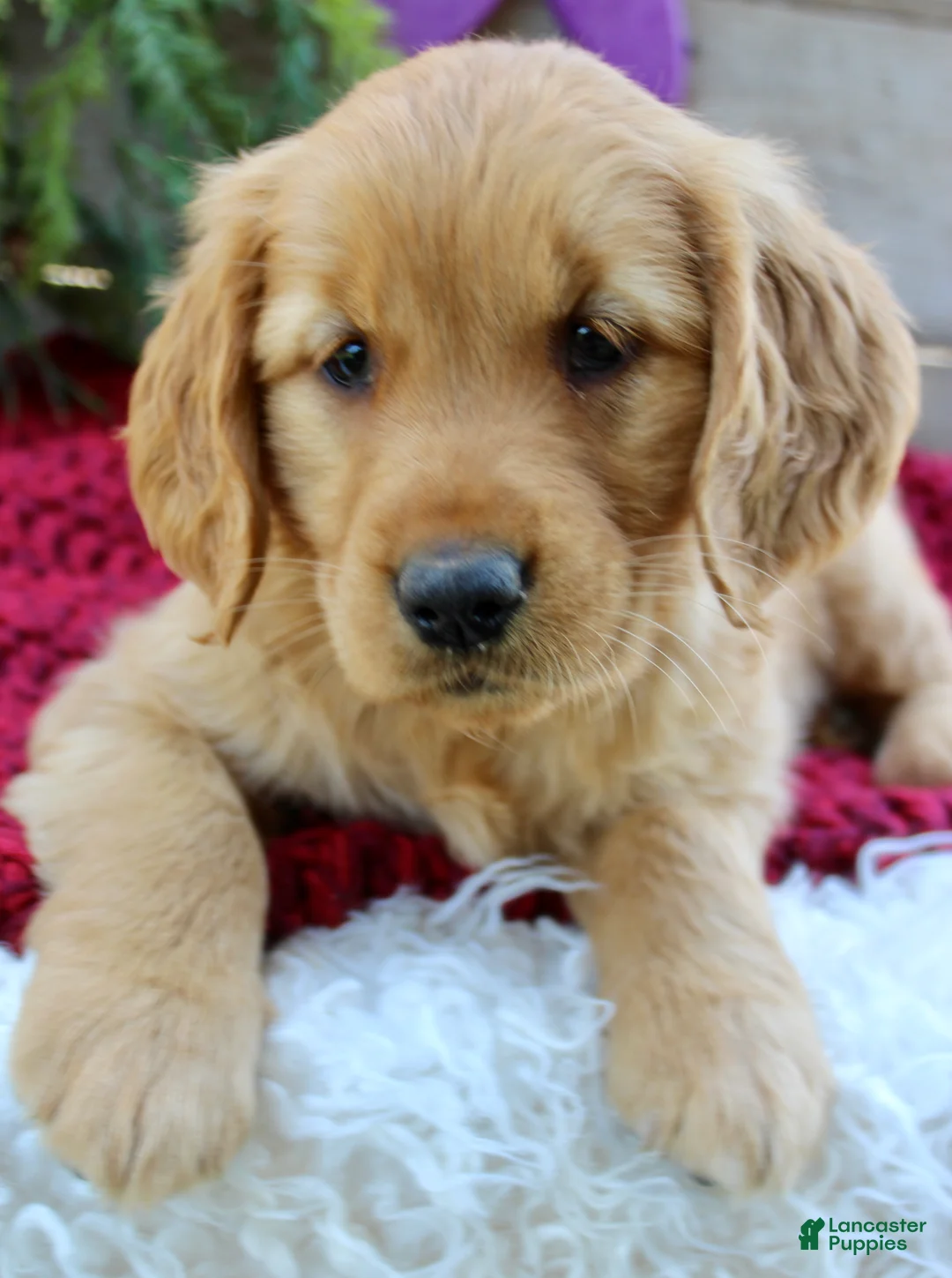 Golden Retriever dogs for sale: Allie - Ad 1