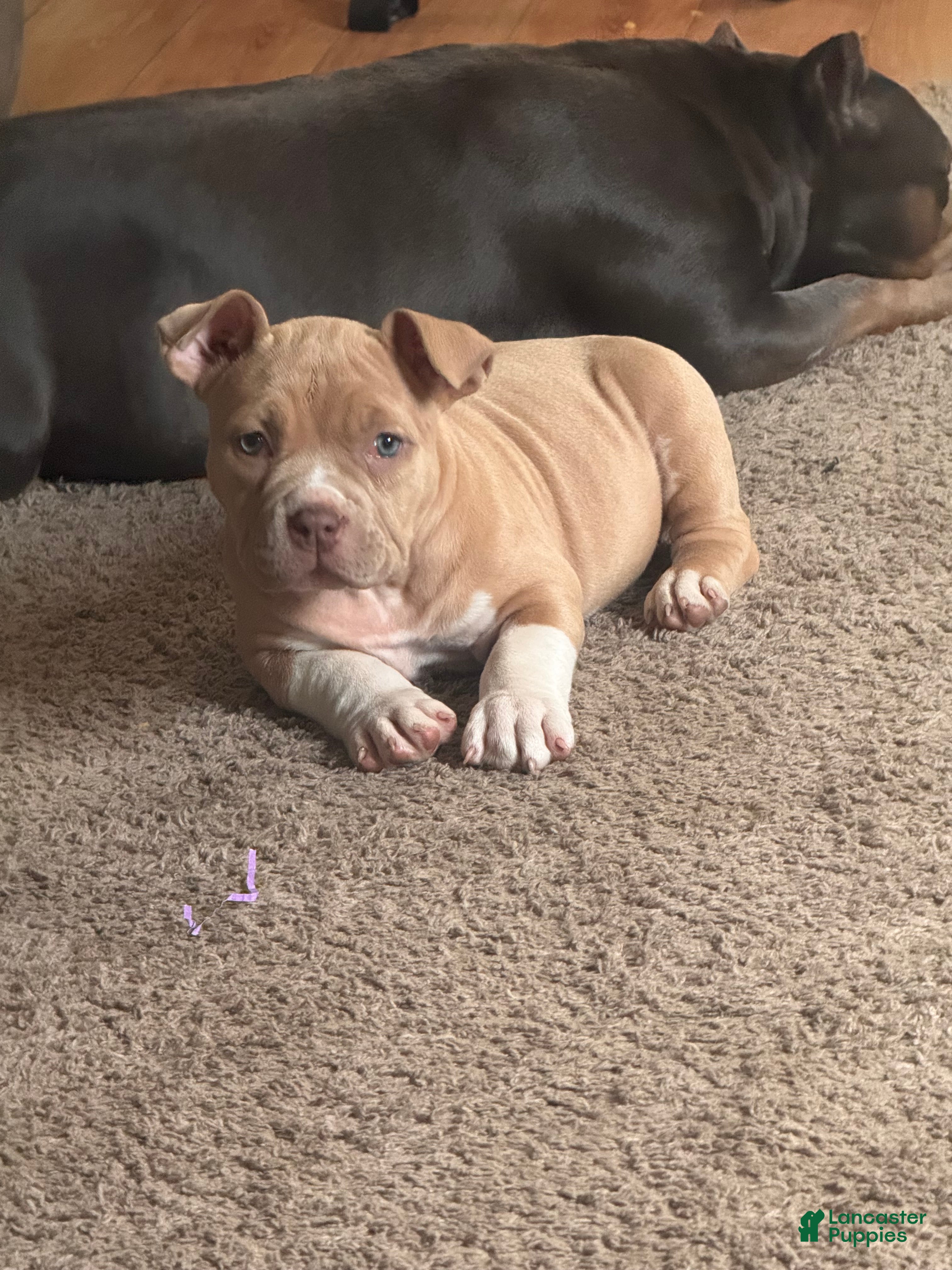 American Bully dogs American Bully Puppy 3 - Ad 1