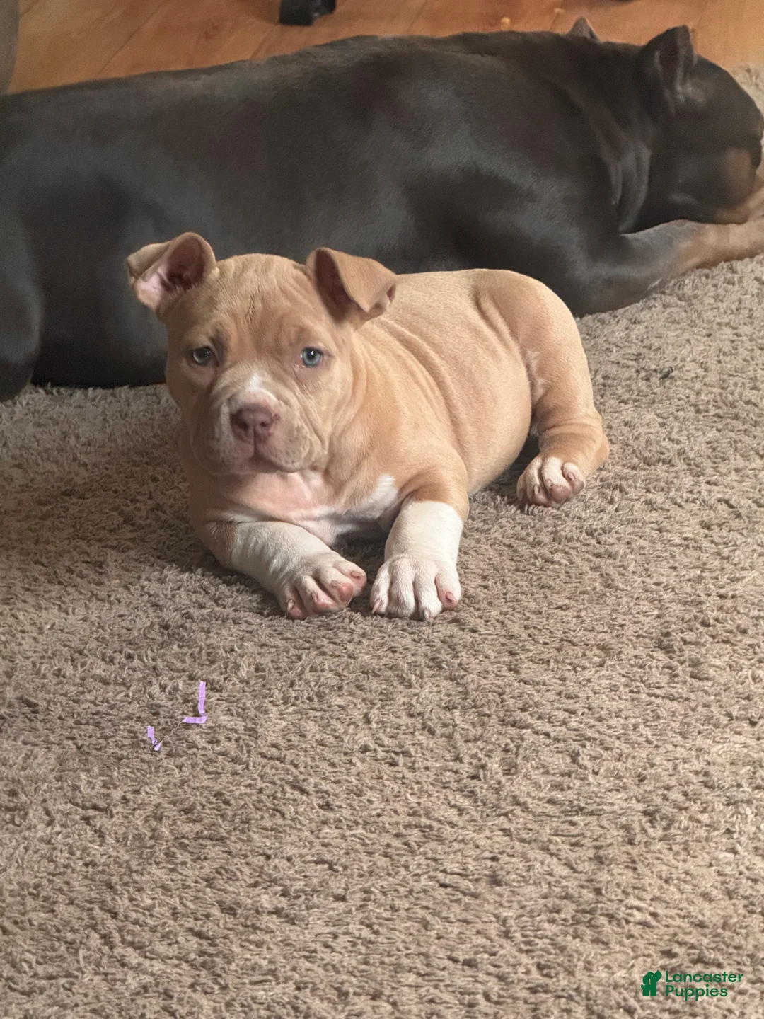American Bully dogs for sale: American Bully Puppy 3 - Ad 1