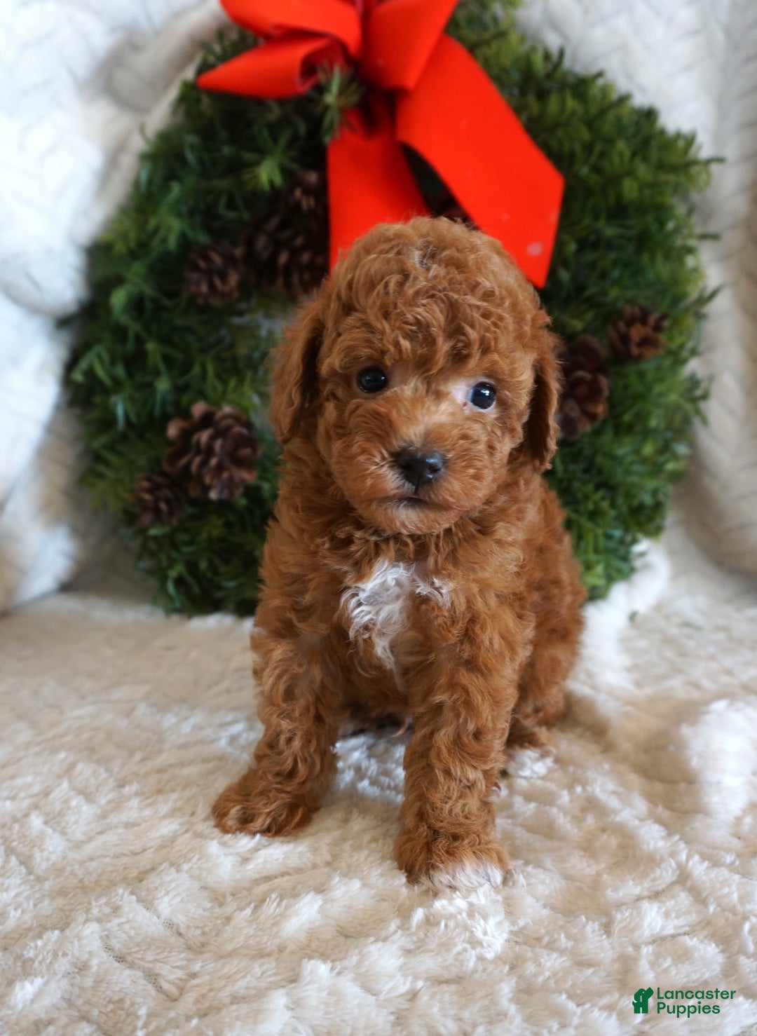 Toy Poodle dogs for sale: King - Ad 1