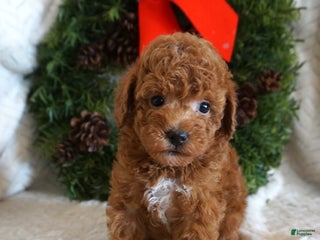Toy Poodle dogs King - Ad 42