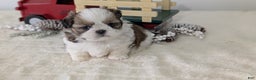Shih Tzu dogs for sale: Tripp  - Ad 8