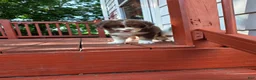 Australian Shepherd dogs for sale: Tri red male - Ad 3