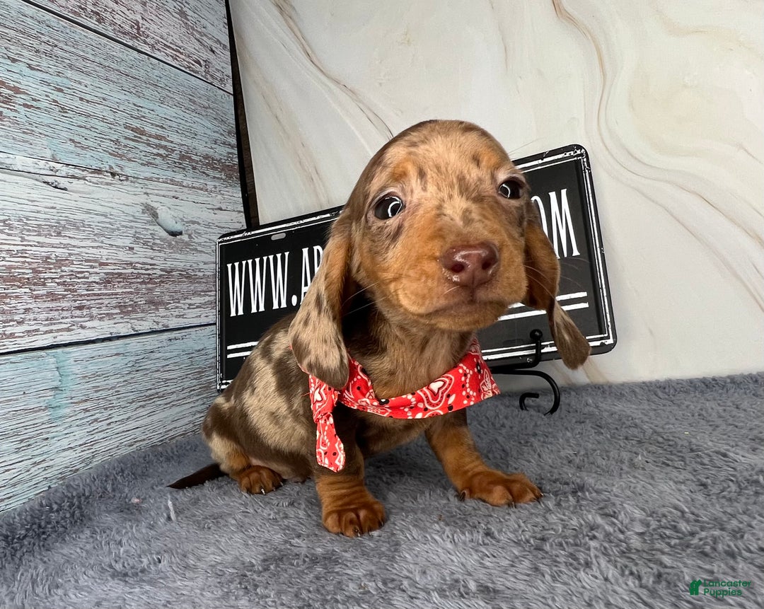 Dachshund dogs for sale: Ch Harriet LH dappleAkc - Ad 8