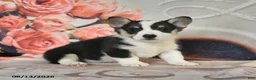Welsh Corgi Pembroke dogs for sale: Lilac - Ad 4