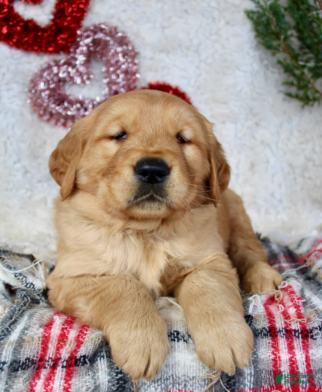 Golden Retriever dogs for sale: Golden Retriever Puppy Male 1 - Ad 3
